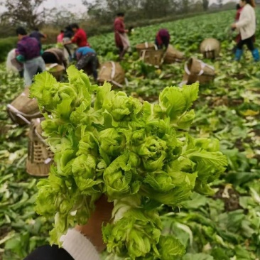 【推荐】儿菜大量上市基地直供专供批发需要的老板直接联系