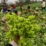 【推荐】儿菜大量上市基地直供专供批发需要的老板直接联系