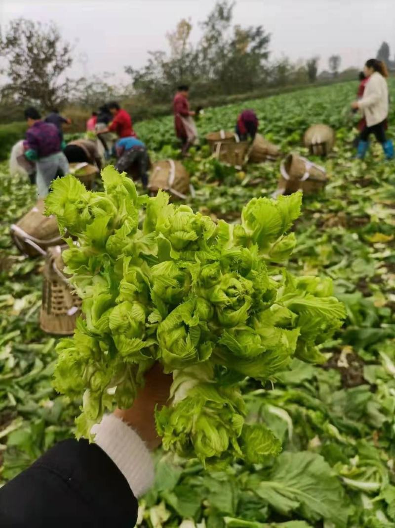 【推荐】儿菜大量上市基地直供专供批发需要的老板直接联系