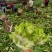 【推荐】儿菜大量上市基地直供专供批发需要的老板直接联系