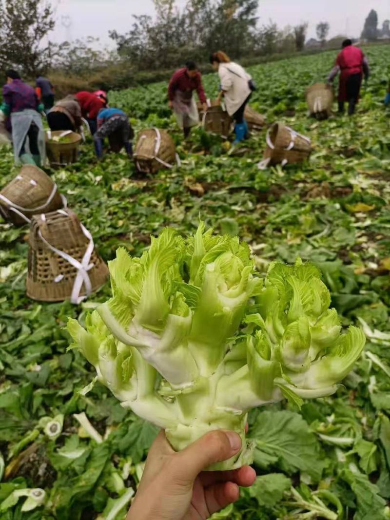 【推荐】儿菜大量上市基地直供专供批发需要的老板直接联系
