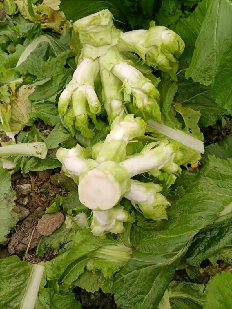 【推荐】儿菜大量上市基地直供专供批发需要的老板直接联系