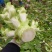 【推荐】儿菜大量上市基地直供专供批发需要的老板直接联系