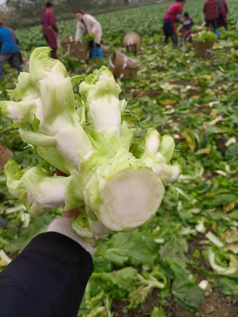 【推荐】儿菜大量上市基地直供专供批发需要的老板直接联系