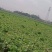 【推荐】儿菜大量上市基地直供专供批发需要的老板直接联系