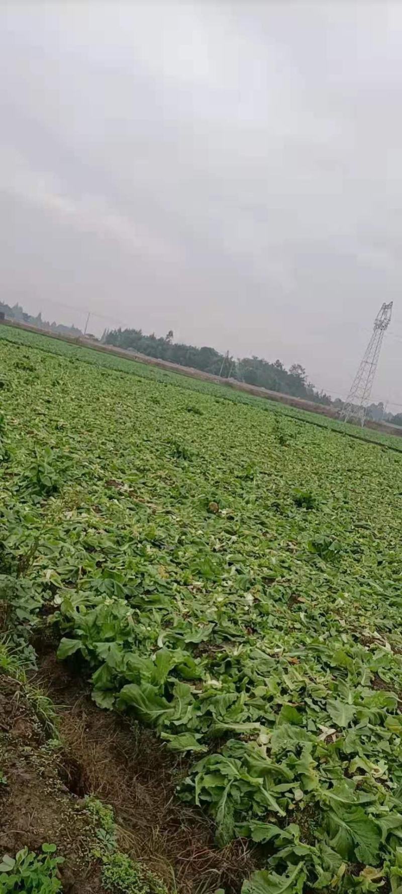 【推荐】儿菜大量上市基地直供专供批发需要的老板直接联系