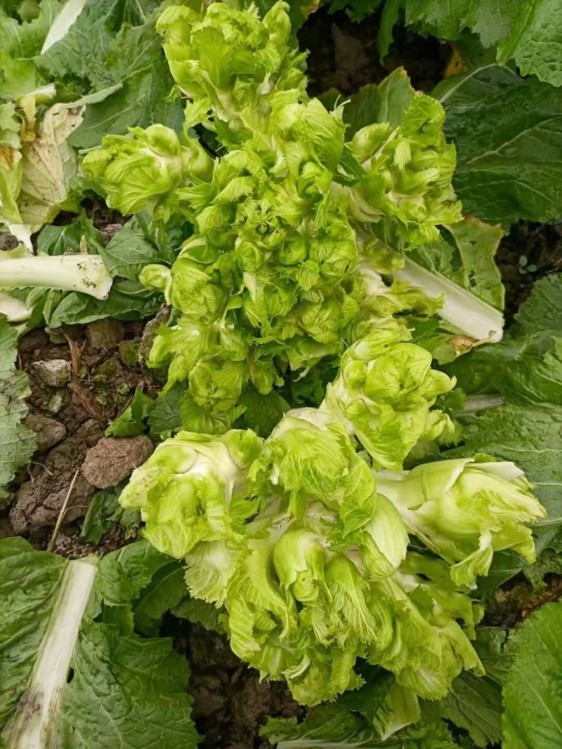 【推荐】儿菜大量上市基地直供专供批发需要的老板直接联系