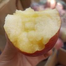 陕西礼泉冷库膜袋富士苹果，色泽鲜艳，好吃不贵，一手货源