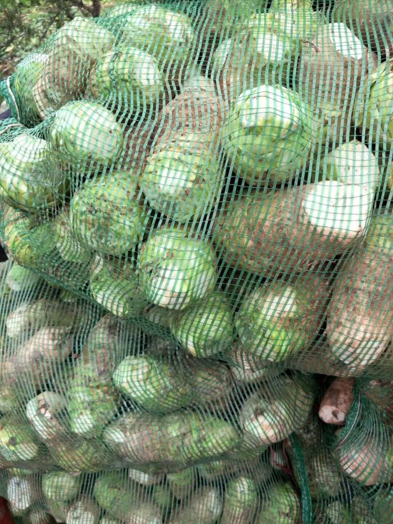 四川芥菜头（大头菜）可盐泡烟可家常莱大量批发。