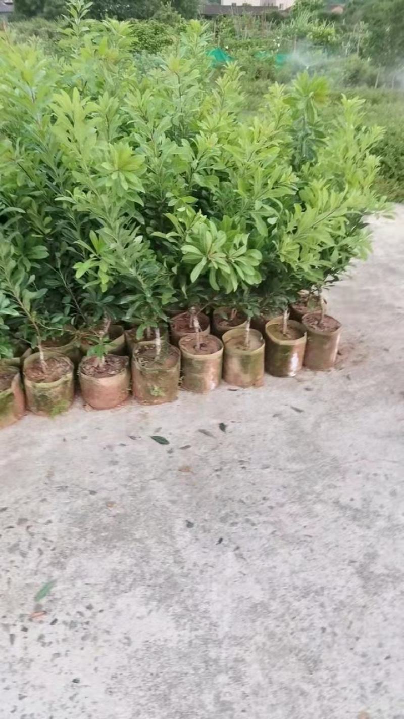 杨梅苗，东魁杨梅苗，乌梅，台湾杨梅苗！甜甜的