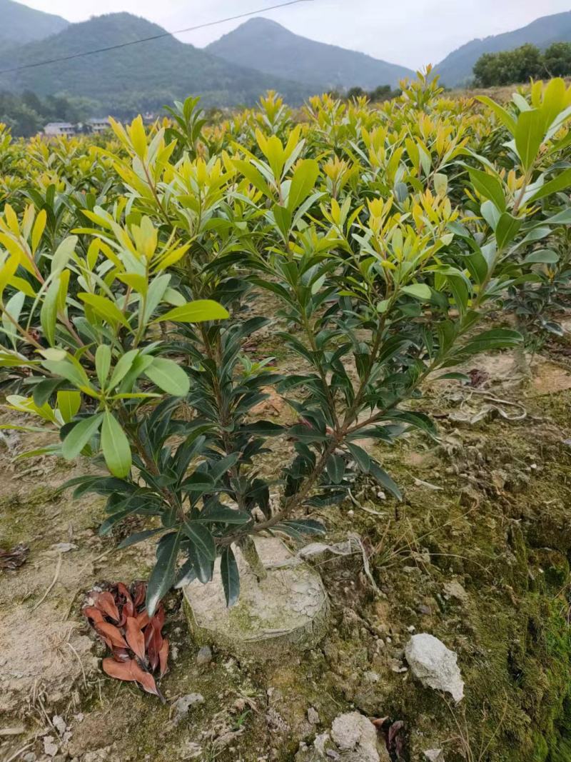 杨梅苗，东魁杨梅苗，乌梅，台湾杨梅苗！甜甜的