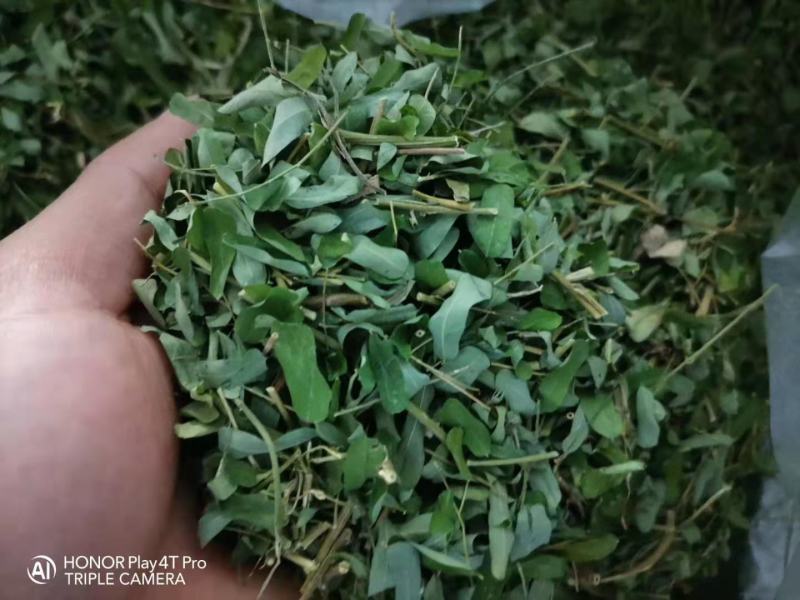 大叶鸡骨草，晒鸡，足干超青绿，叶多靓货版