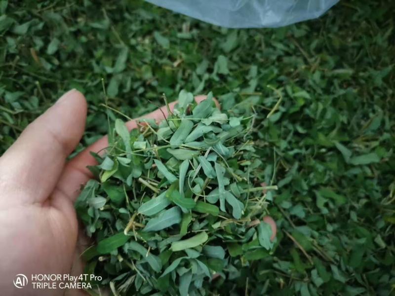大叶鸡骨草，晒鸡，足干超青绿，叶多靓货版