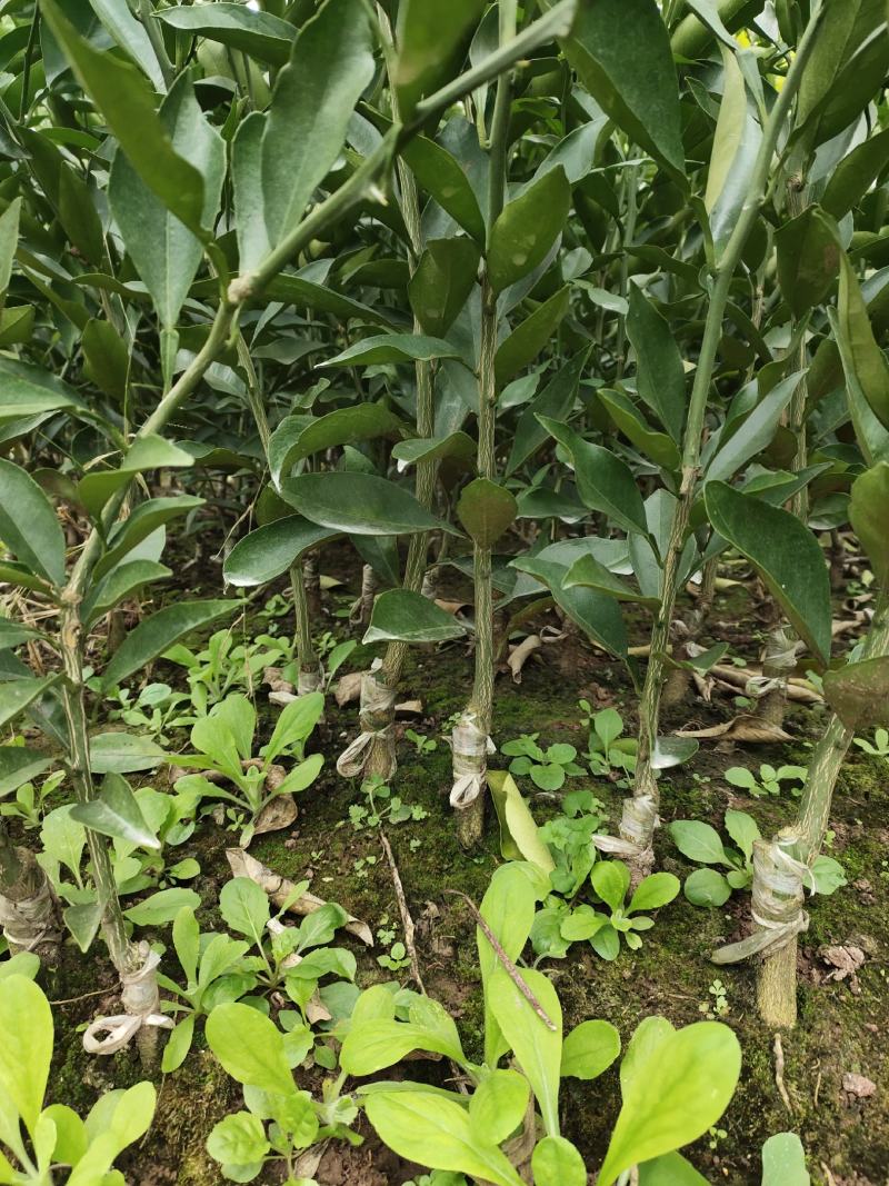 长叶香橙苗，超长挂果，可以续果一年，品质保证，基地现货