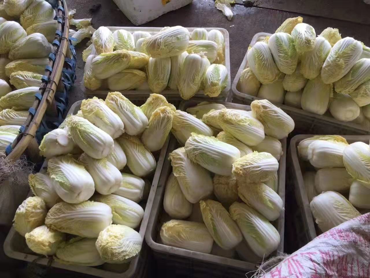 金品娃娃菜在超市货架上的展示