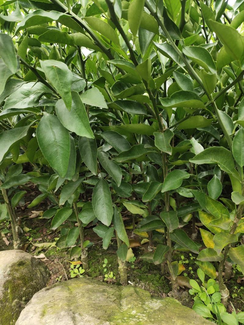 柑桔苗-明日见柑橘苗（阿思密）品种保证，基地现挖，假一赔十
