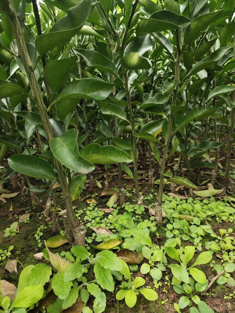 柑桔苗-明日见柑橘苗（阿思密）品种保证，基地现挖，假一赔十