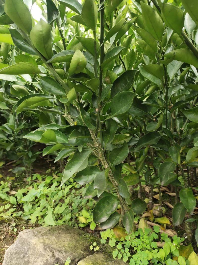 柑桔苗-明日见柑橘苗（阿思密）品种保证，基地现挖，假一赔十