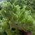 精品儿菜，万亩儿菜基地大量上市，一手货源，全国代发，