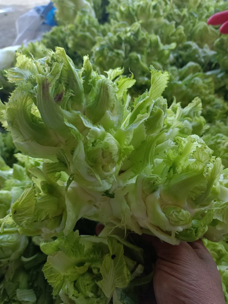 精品儿菜，万亩儿菜基地大量上市，一手货源，全国代发，