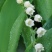 铃兰带芽浓香花卉绿植花苗兰花种球阳台室内盆栽当年四季开花