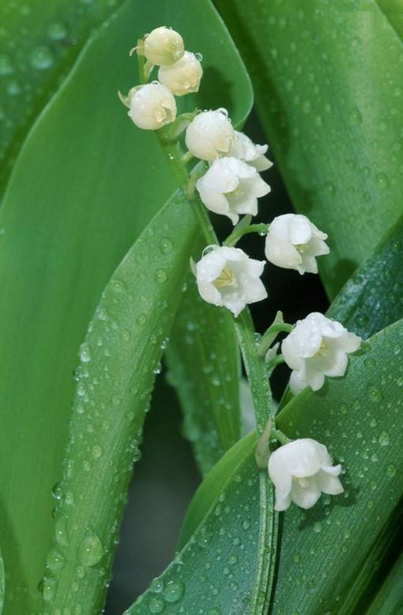 铃兰带芽浓香花卉绿植花苗兰花种球阳台室内盆栽当年四季开花