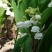 铃兰带芽浓香花卉绿植花苗兰花种球阳台室内盆栽当年四季开花