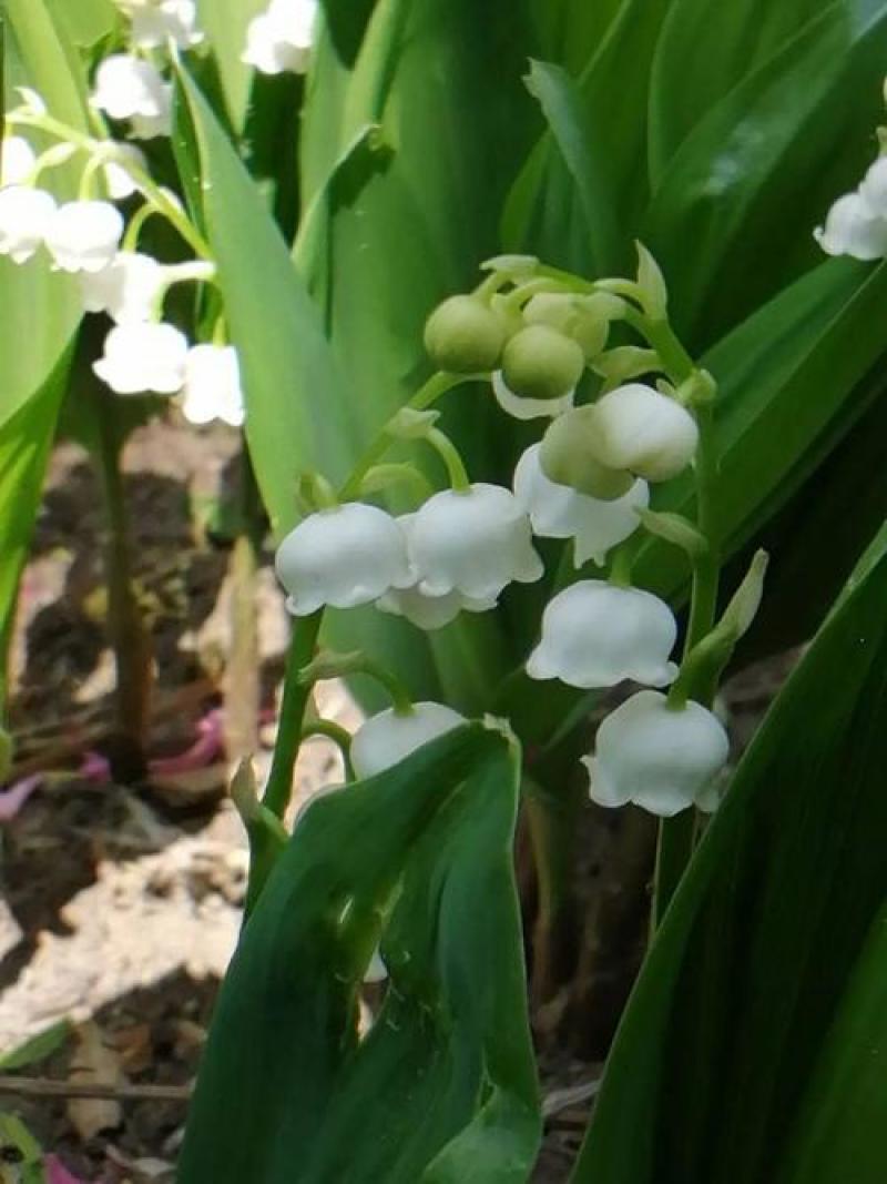 铃兰带芽浓香花卉绿植花苗兰花种球阳台室内盆栽当年四季开花