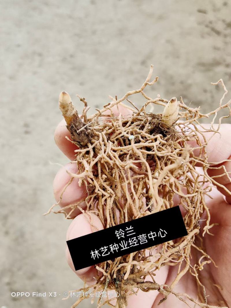 铃兰带芽浓香花卉绿植花苗兰花种球阳台室内盆栽当年四季开花