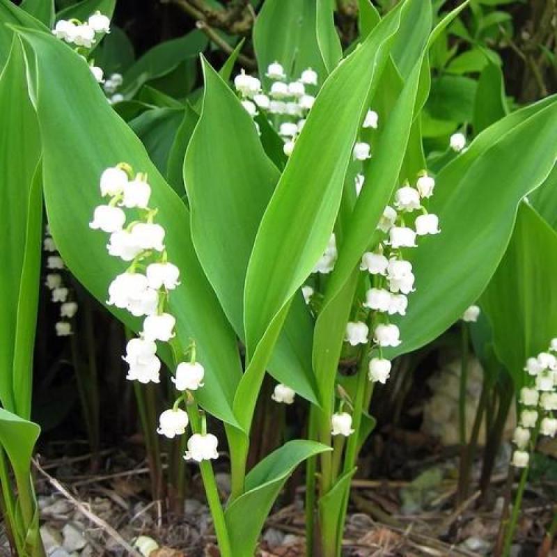 铃兰带芽浓香花卉绿植花苗兰花种球阳台室内盆栽当年四季开花