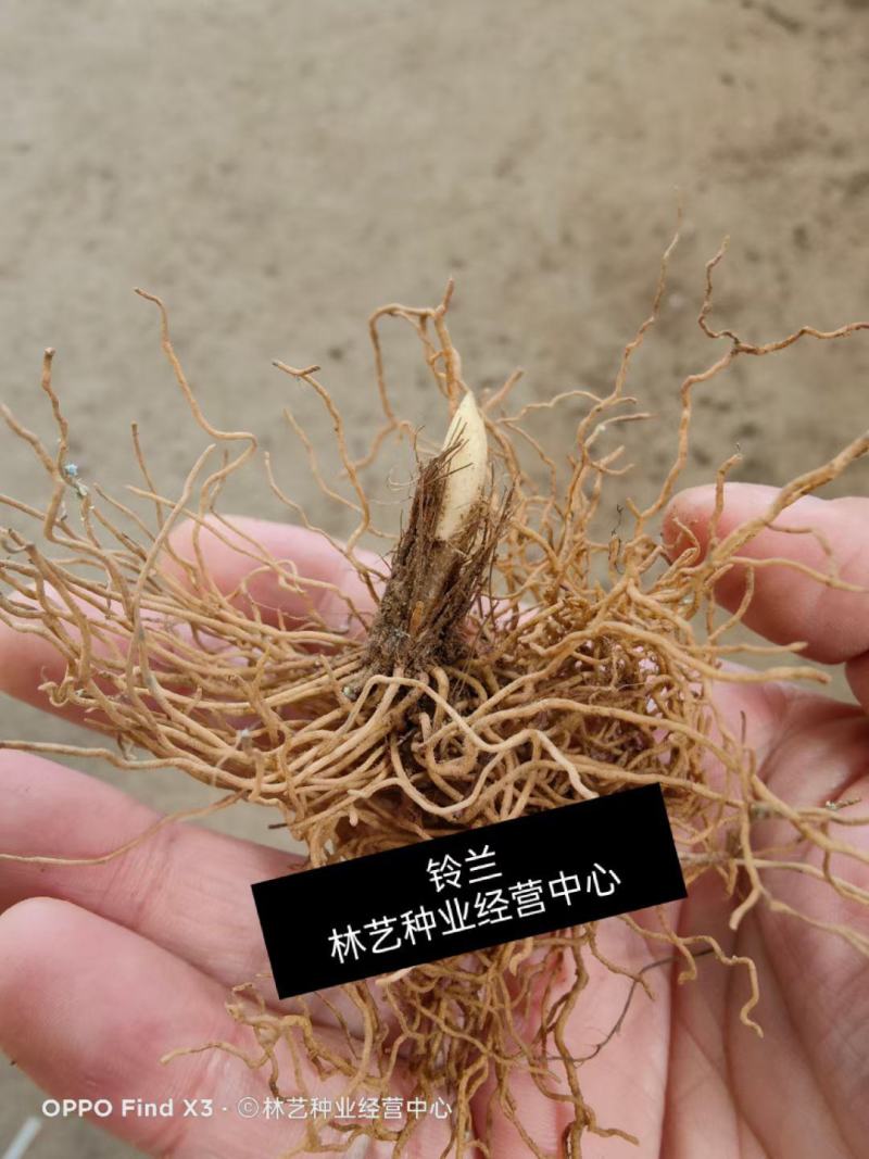 铃兰带芽浓香花卉绿植花苗兰花种球阳台室内盆栽当年四季开花
