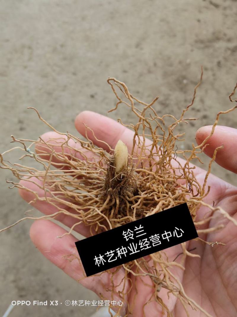 铃兰带芽浓香花卉绿植花苗兰花种球阳台室内盆栽当年四季开花