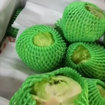 生菜球