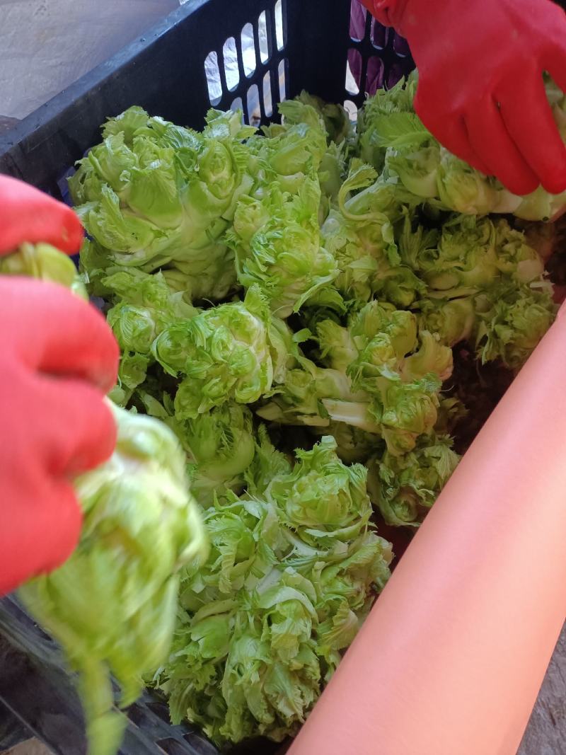 精品儿菜，万亩儿菜基地大量上市，一手货源，全国代发，