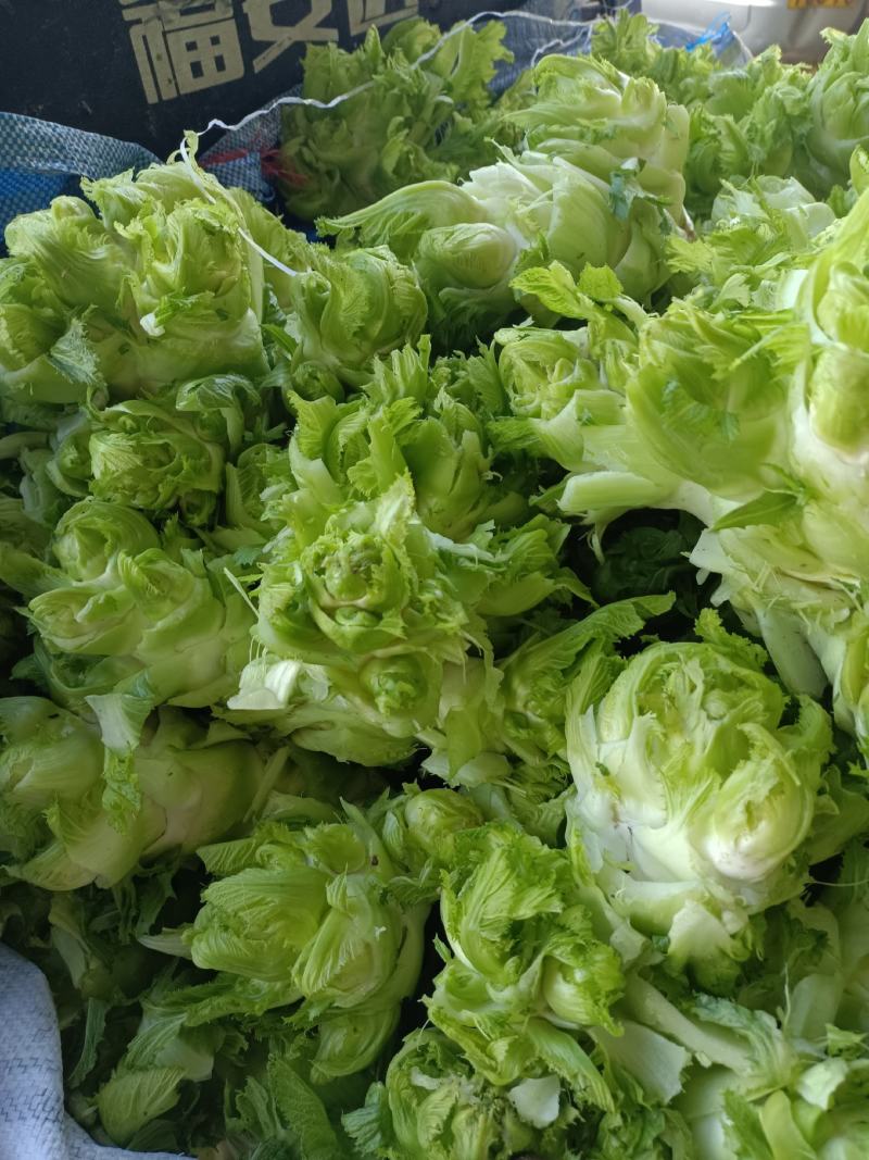 精品儿菜，万亩儿菜基地大量上市，一手货源，全国代发，