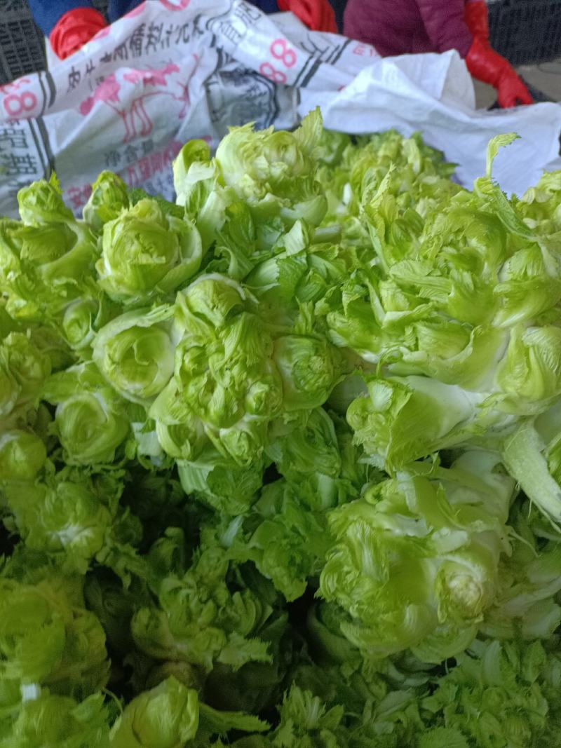 精品儿菜，万亩儿菜基地大量上市，一手货源，全国代发，