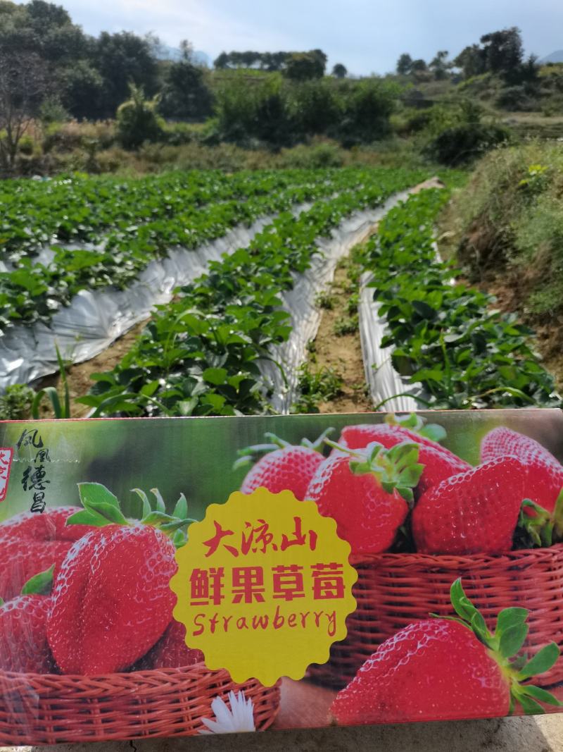 凉山草莓奶油草莓口感香甜一件代发新鲜直达