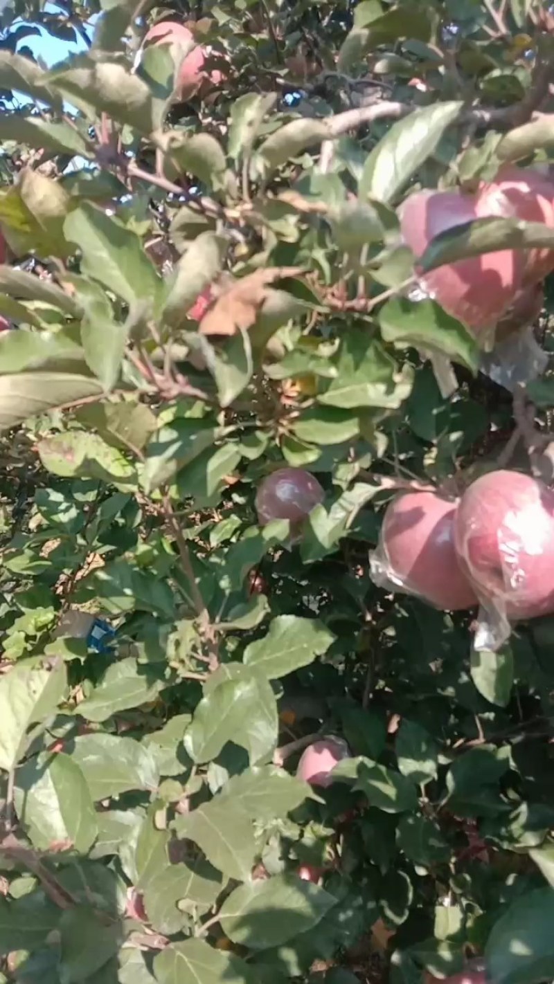 河北深州单膜小富士大量有货，