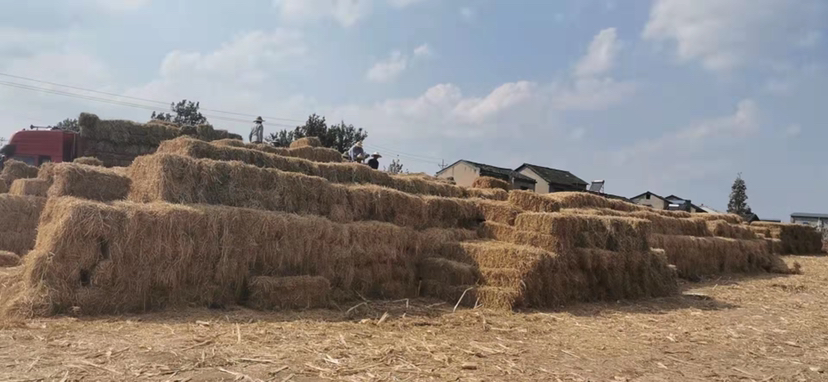 除草剂喷洒作业现场