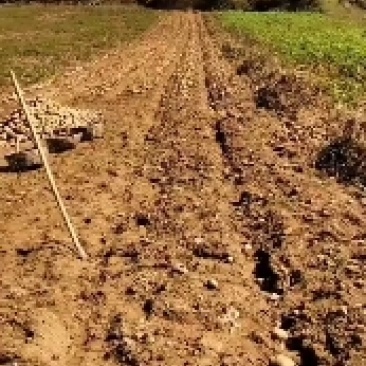 黄心土豆大量出售