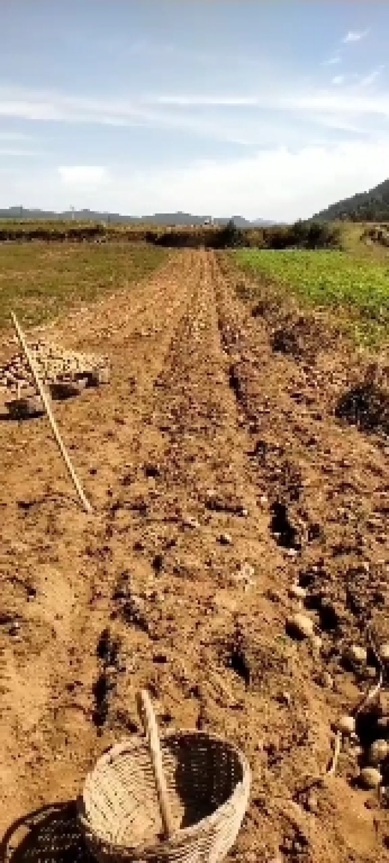 黄心土豆大量出售