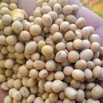 黄豆，进口美湾大颗粒高蛋白大豆，袋装