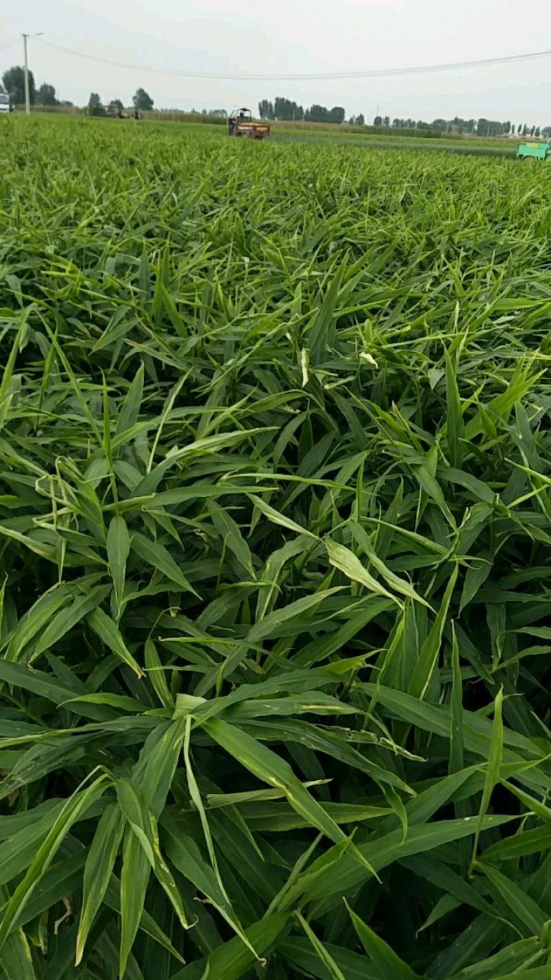 鲜姜大量供应质优价廉