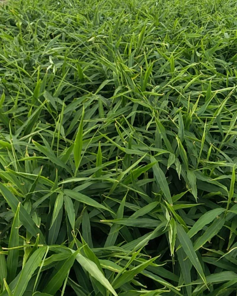 鲜姜大量供应质优价廉