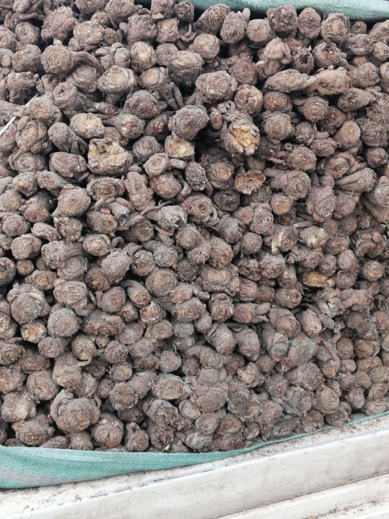 地产岷县大宗补品当归热卖，值得信赖的岷州特产哦
