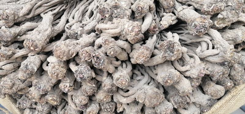 地产岷县大宗补品当归热卖，值得信赖的岷州特产哦