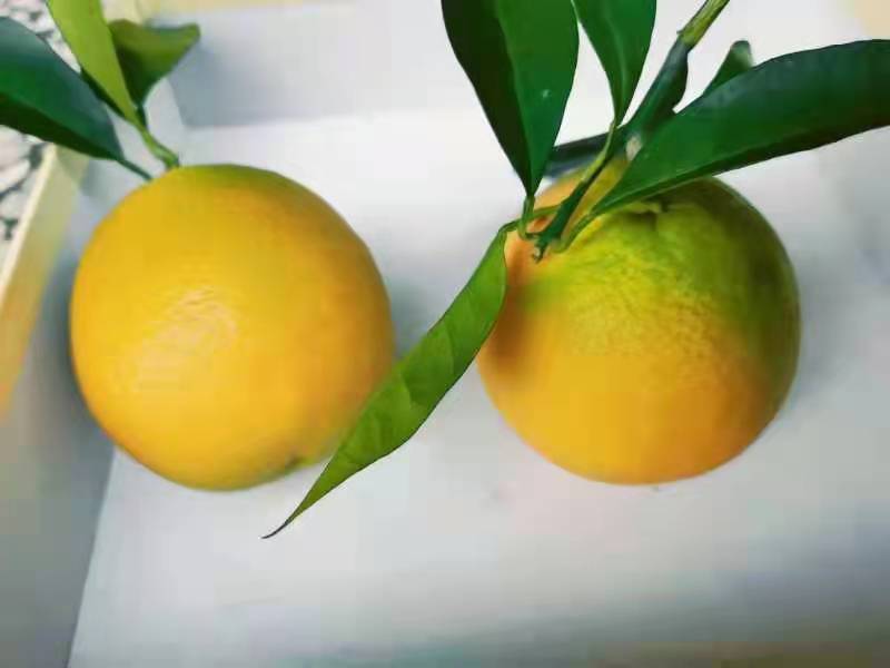 湘西脐橙