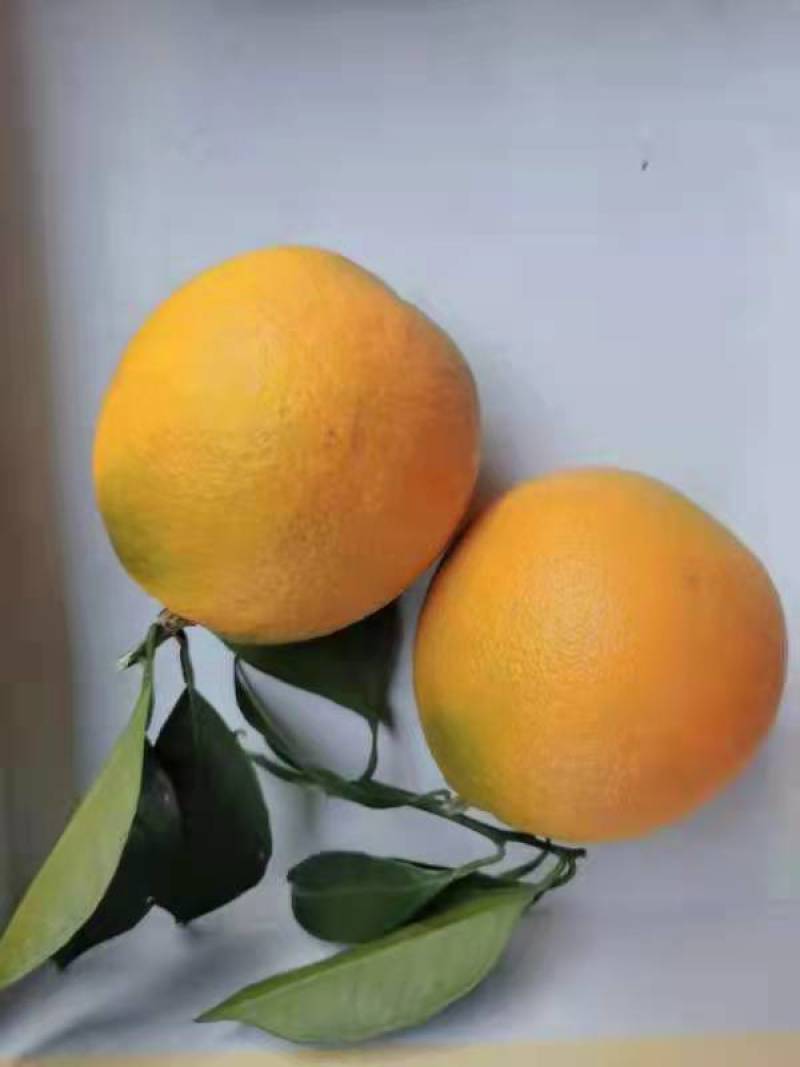 湘西脐橙