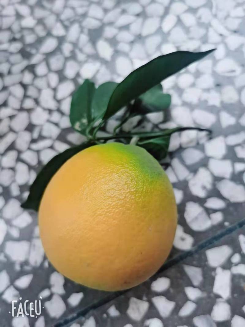湘西脐橙