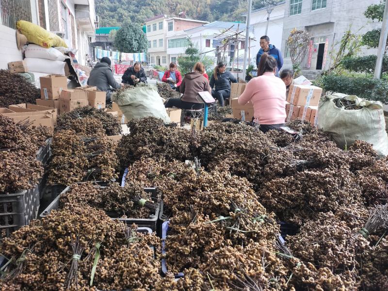 拐枣万寿果鸡爪梨金钩梨批发全国供应可承接电商一件代发